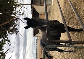 Andalusian / PRE (Andalusian / PRE, Stallion) in Bakersfield, CA