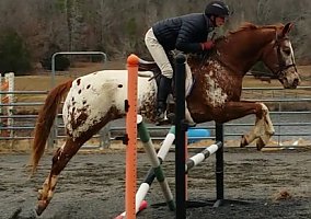 Appaloosa (Appaloosa, Gelding) in Bonnerdale, AR