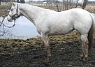 Appaloosa for Sale in Kimball, Minnesota Appaloosa for Sale in Kimball, Minnesota