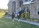 Spotted Saddle - Horse for Sale in Stanley, VA 22851 Spotted Saddle - Horse for Sale in Stanley, VA 22851
