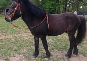 Kid-Safe Shetland Pony Shetland Pony Stallion