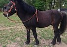 Shetland Pony - Horse for Sale in Greenbrier, AR 72058