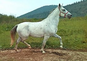 Lipizzan-Mare