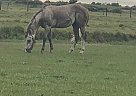 India - Gelding in Markham, TX India - Gelding in Markham, TX