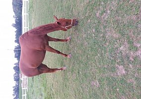 Marley Thoroughbred Mare