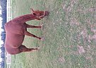 Thoroughbred - Horse for Sale in Howland, OH 44402 Thoroughbred - Horse for Sale in Howland, OH 44402