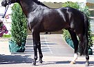 Adonie - Gelding in Keller, TX Adonie - Gelding in Keller, TX