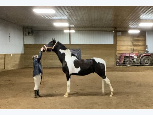 Pinto Saddlebred Gelding