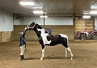 Saddlebred - Horse for Sale in Holton, MI 49425