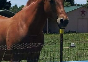 Registered Quarter Horse Gelding Rebel's Irish Junior
