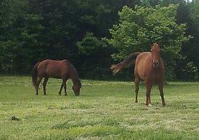 Quarter Horse (Quarter Horse, Gelding) in Gray Court, SC