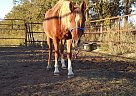 Thee Denaali - Gelding in Whitney, TX Thee Denaali - Gelding in Whitney, TX