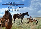 Trakehner - Horse for Sale in Fort Collins, CO 80534