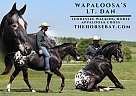 Tennessee Walking - Horse for Sale in Parker's Lake, KY 42634