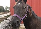 Quarter Horse for Sale Cadette