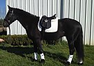 Friesian - Horse for Sale in Boring, OR 97009