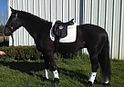 Friesian - Horse for Sale in Boring, OR 97009 Friesian - Horse for Sale in Boring, OR 97009