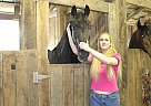 Loving Double Registered Black G... Tennessee Walking Stallion