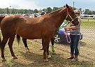 Chestnut Mare Quarter Horse Mare