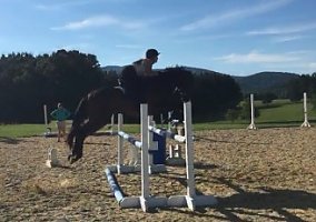 Sweet 8 Year old 15.2hh bay OTTB Thoroughbred Gelding