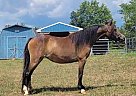 Miniature - Horse for Sale in Dundee, NY 14837 Miniature - Horse for Sale in Dundee, NY 14837