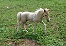 Miniature - Horse for Sale in Dundee, NY 14837 Miniature - Horse for Sale in Dundee, NY 14837