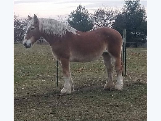 Belgian Cross Mare