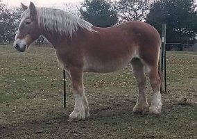 Belgian Cross Mare Molly