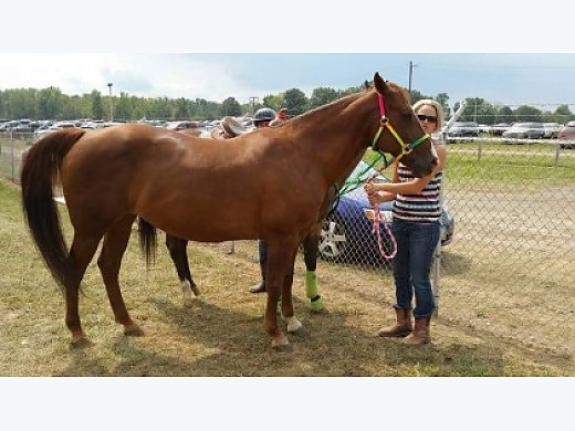 Chestnut Mare