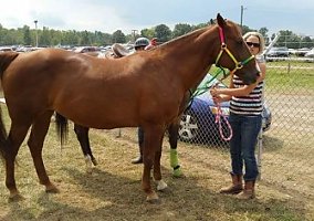 Chestnut Mare Quarter Horse Mare