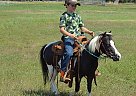 Pony - Horse for Sale in Casper, WY 82609 Pony - Horse for Sale in Casper, WY 82609
