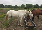 Quarter Horse - Horse for Sale in Celeste, TX 75423