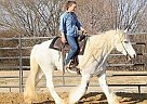 Gypsy Vanner - Horse for Sale in Casper, WY 82609 Gypsy Vanner - Horse for Sale in Casper, WY 82609