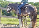 Gypsy Vanner - Horse for Sale in Milwaukee, WI 53226