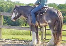 Gypsy Vanner - Horse for Sale in Milwaukee, WI 53226 Gypsy Vanner - Horse for Sale in Milwaukee, WI 53226