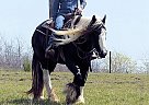 Gypsy Vanner - Horse for Sale in Milwaukee, WI 53226 Gypsy Vanner - Horse for Sale in Milwaukee, WI 53226