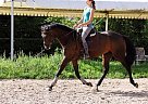 Other - Horse for Sale in Vilnius, Other - Horse for Sale in Vilnius,