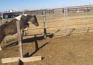 Welsh Pony - Horse for Sale in Regina, SK S6H 7K8