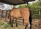 Gt EasterCash - Gelding in Marana, AZ Gt EasterCash - Gelding in Marana, AZ