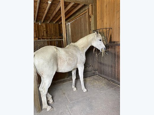 Looking for a Good Home