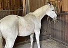 Pinto - Horse for Sale in Mount Vernon, WA 98274