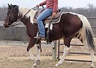 Paint - Horse for Sale in Casper, WY 82609 Paint - Horse for Sale in Casper, WY 82609