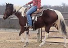 Paint - Horse for Sale in Milwaukee, WI 53226 Paint - Horse for Sale in Milwaukee, WI 53226
