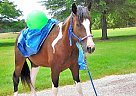 Paint - Horse for Sale in Milwaukee, WI 53226