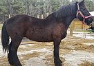 Percheron - Horse for Sale in Casper, WY 82609 Percheron - Horse for Sale in Casper, WY 82609
