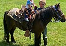 Pony - Horse for Sale in Milwaukee, WI 53226