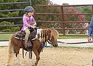 Pony - Horse for Sale in Milwaukee, WI 53226 Pony - Horse for Sale in Milwaukee, WI 53226