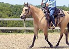 Pony - Horse for Sale in Milwaukee, WI 53226 Pony - Horse for Sale in Milwaukee, WI 53226