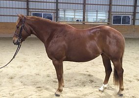 QH Chestnut Gelding for Sale Quarter Horse Gelding