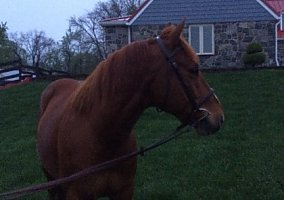 Quarter Horse (Quarter Horse, Gelding) in Chadds Ford, PA